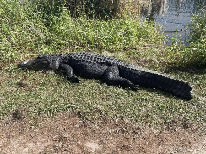 Счастливый аллигатор в «пищевой коме» с перьями на морде восхищает зрителей