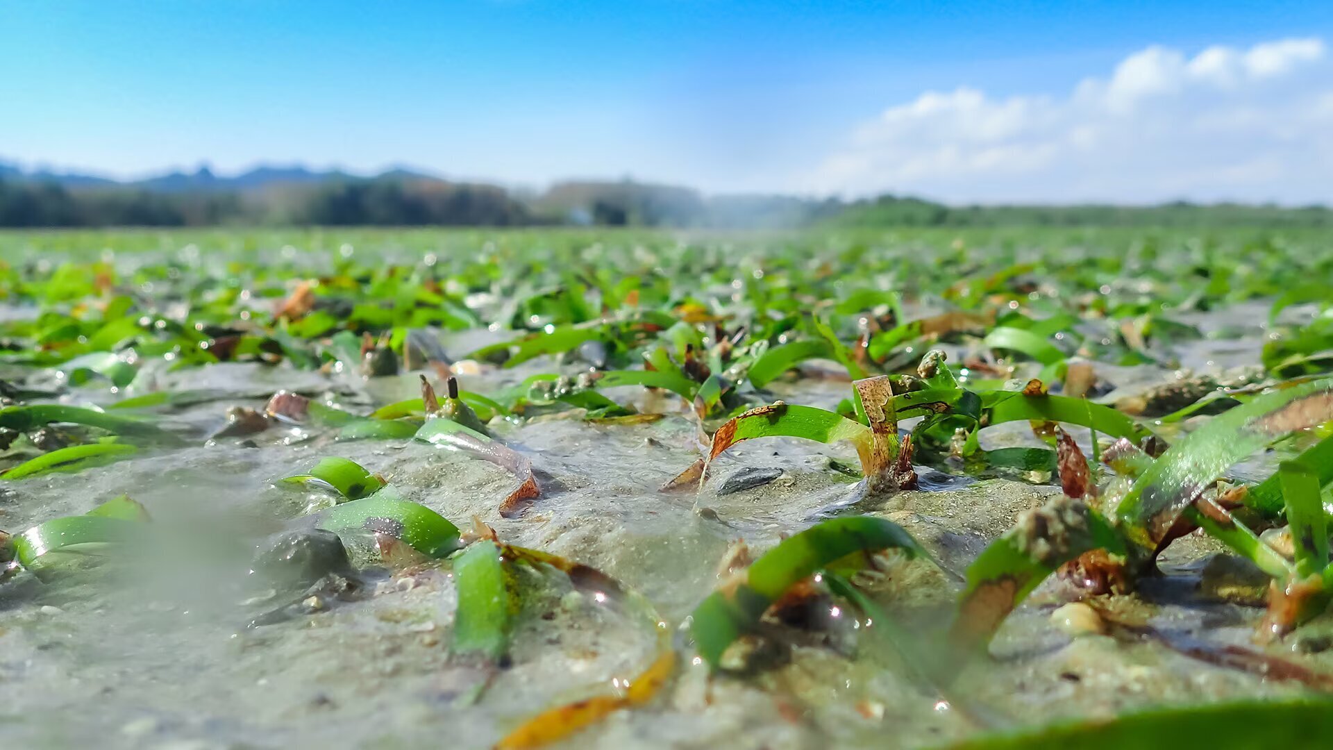 Наши океаны и борьба с изменением климата