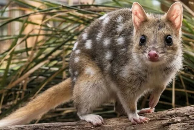 Секс - смертный приговор для самцов кволлов