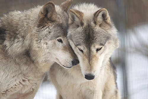 Интересные факты о "Волках".