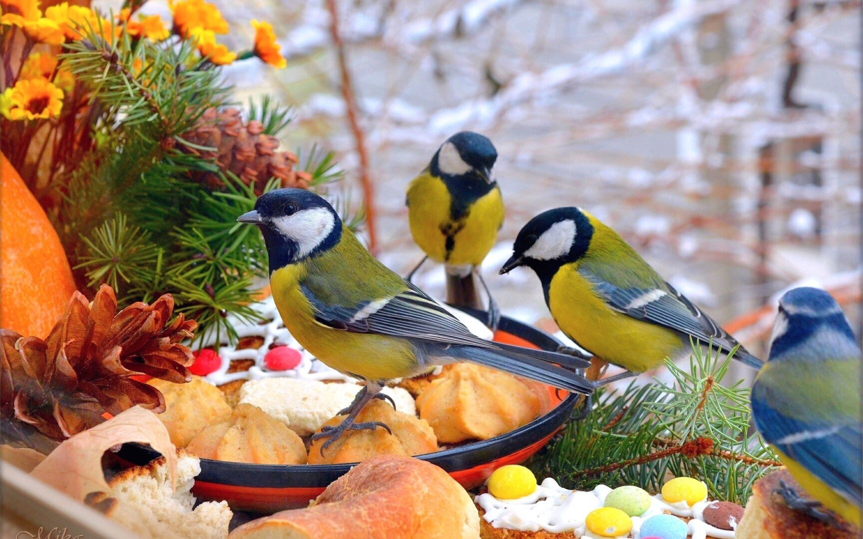 Помогаем пернатым правильно