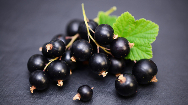 Удивительные свойства черной смородины: здоровье, польза и выгода!