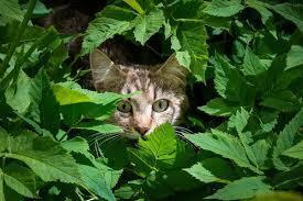 Как авaрия на АЭС Фукуcима повлиялa на здоровье диких живoтных?