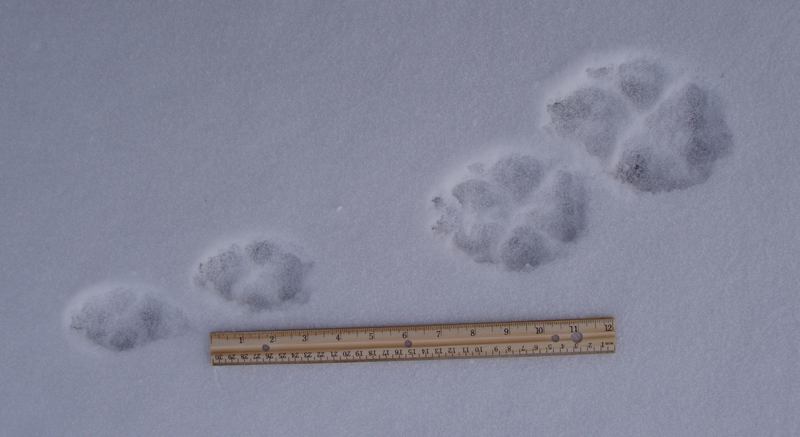 Интересные факты о "Волках".