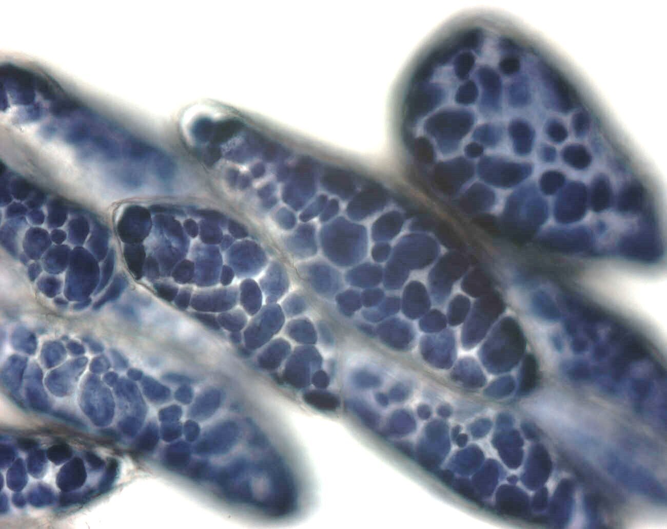 Хлеб из нового вида муки дольше сохраняет чувство сытости