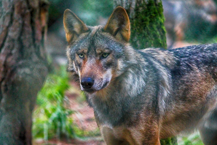В ночных лесах нагоняют на всех страх