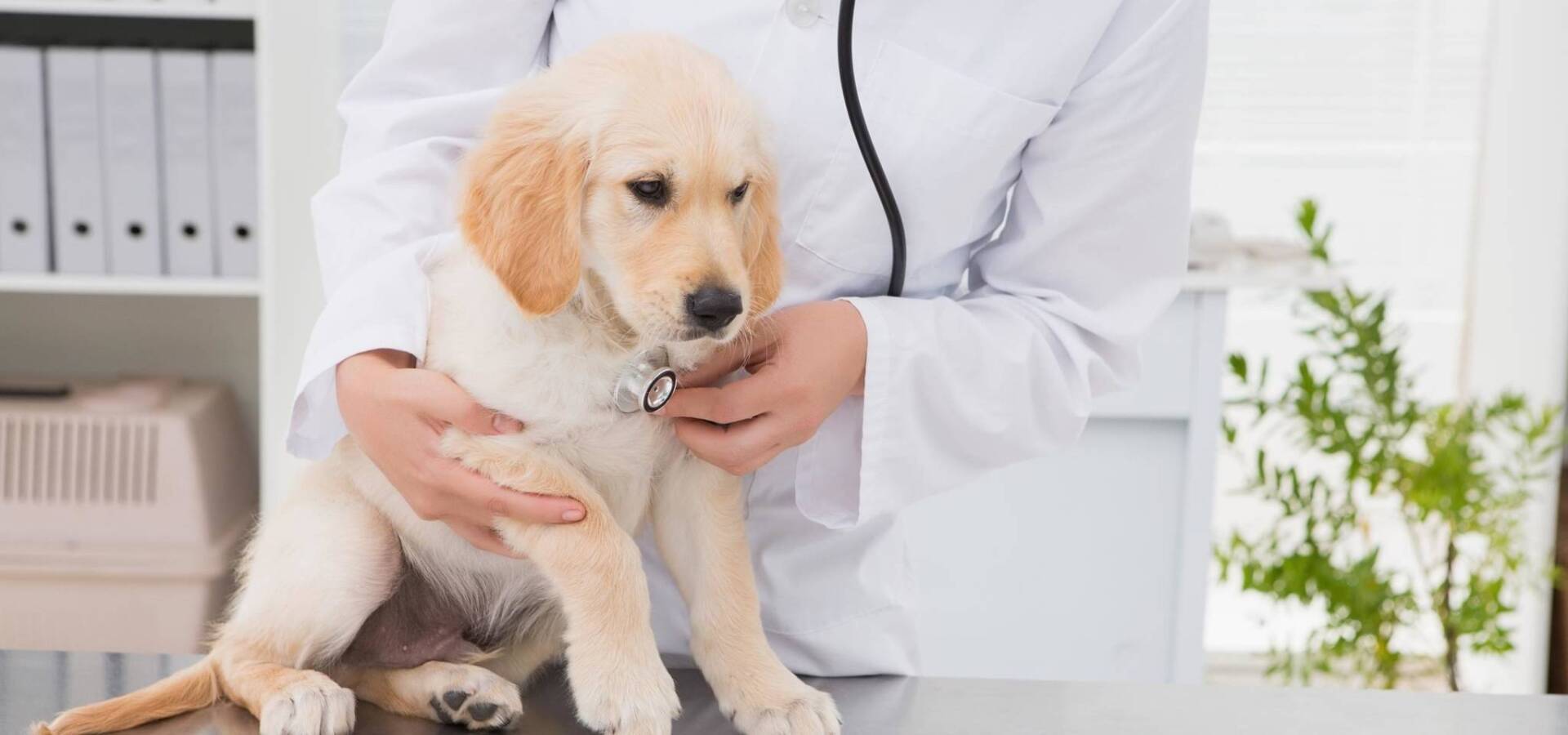 Нужна ли страховка для домашних животных?