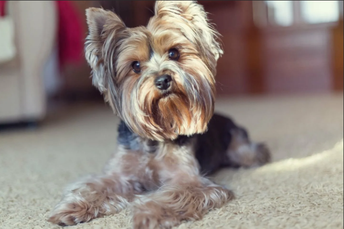 Как выбрать собаку для квартиры?