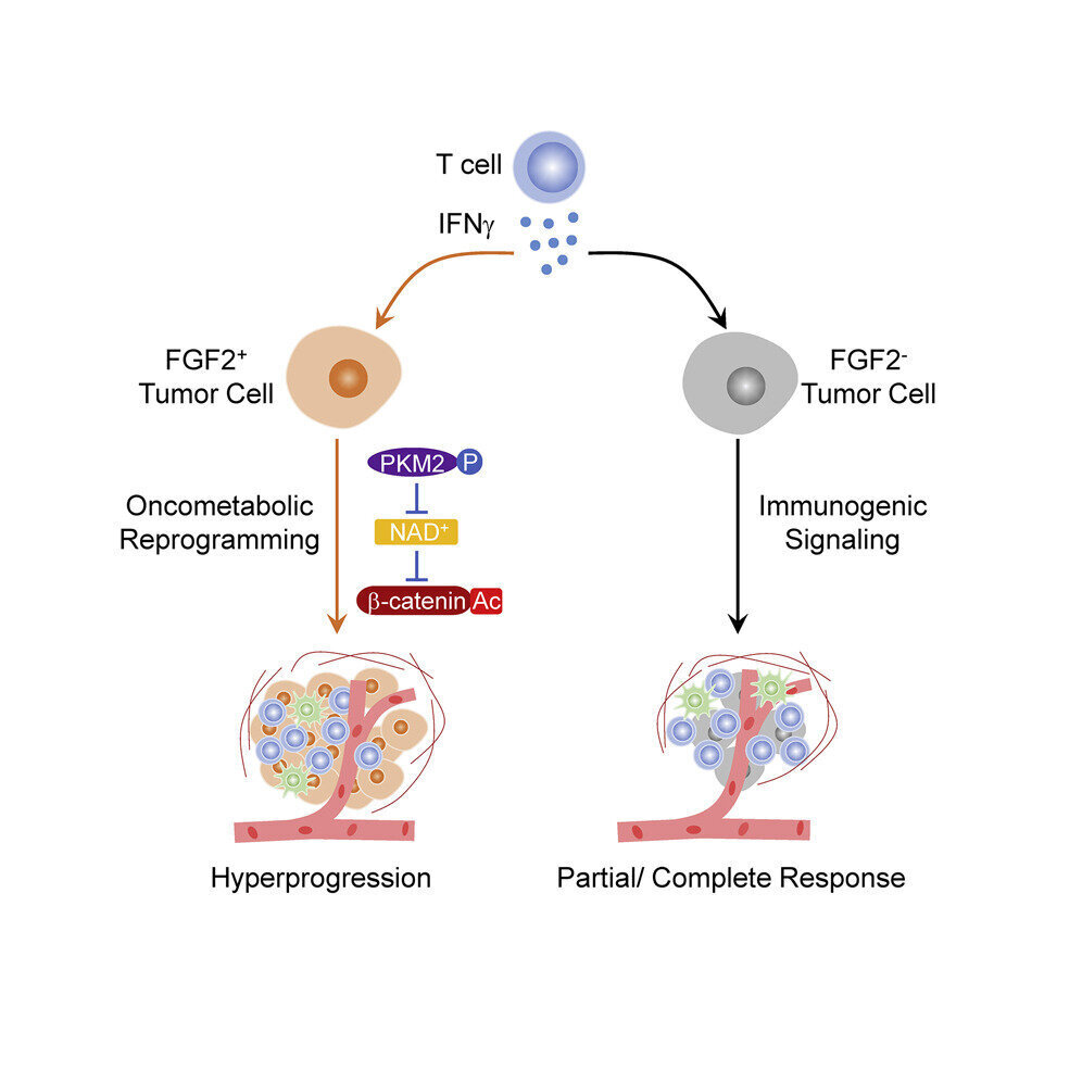 Определенные генные сигналы перестраивают опухоли после иммунотерапии