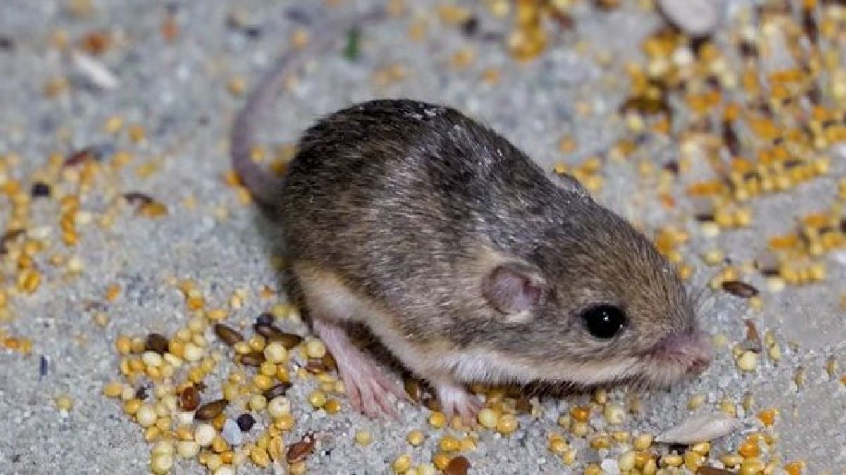 Это Пэт, самая старая мышь в мире — вот сколько ему лет