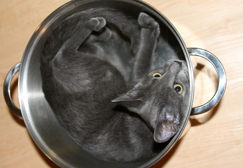 Русская голубая кошка.