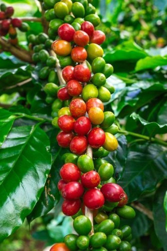 Растение месяца: кофе робуста. Что может понравиться в «плохом» кофе?