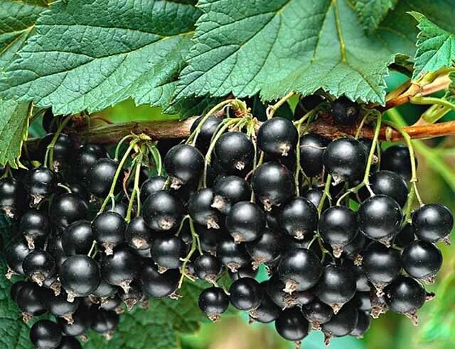 Удивительные свойства черной смородины: здоровье, польза и выгода!