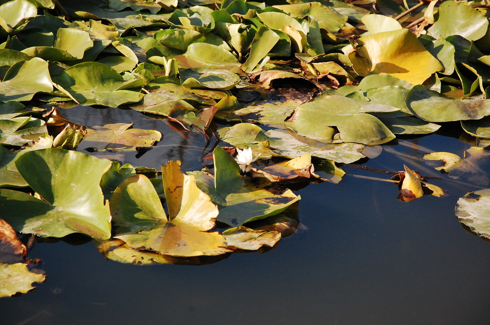 БОЛЬШОЕ ПУТЕШЕСТВИЕ Новокузнецк - Ставрополь