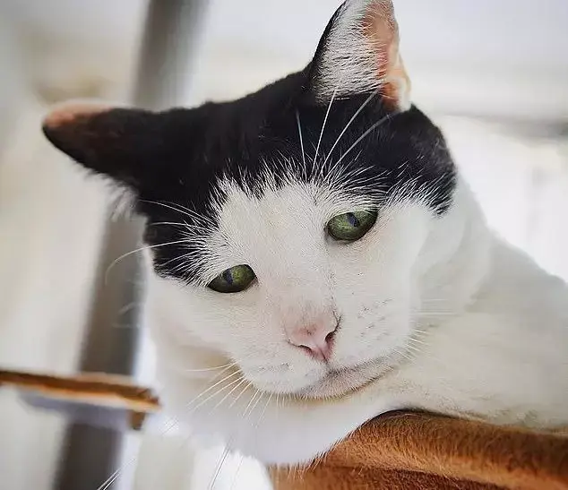 «Самый грустный кот», ставший вирусным 13 лет назад, был бездомным котом