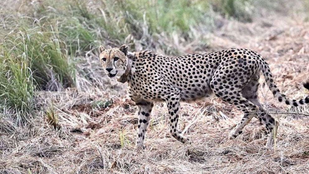 100 гепардов отправлены в Индию из Южной Африки в попытке восстановить популяцию этого вида.
