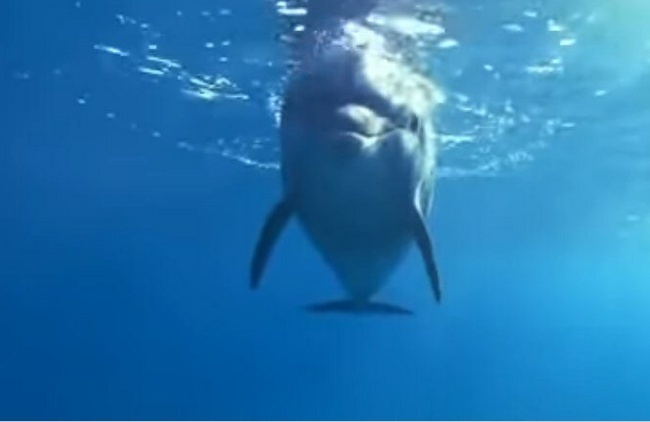 Индия - первая страна, которая признала что дельфины личности и отказалась от дельфинариев