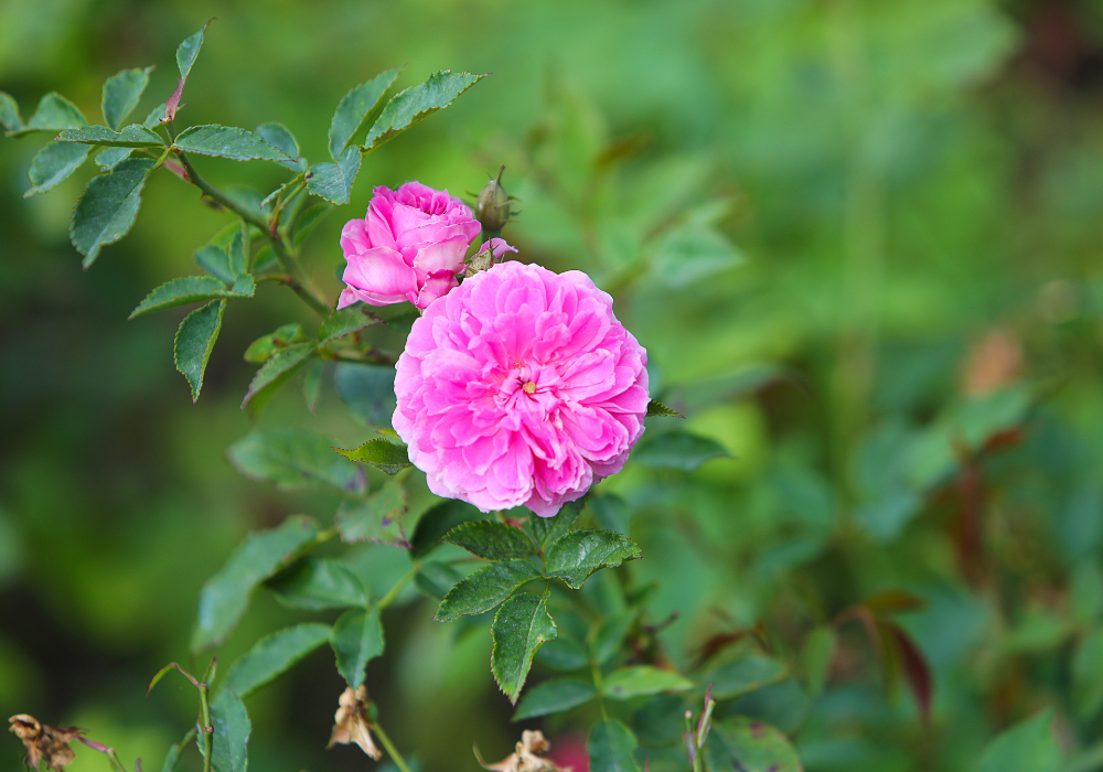 Какие цветы используются в самых известных парфюмах.