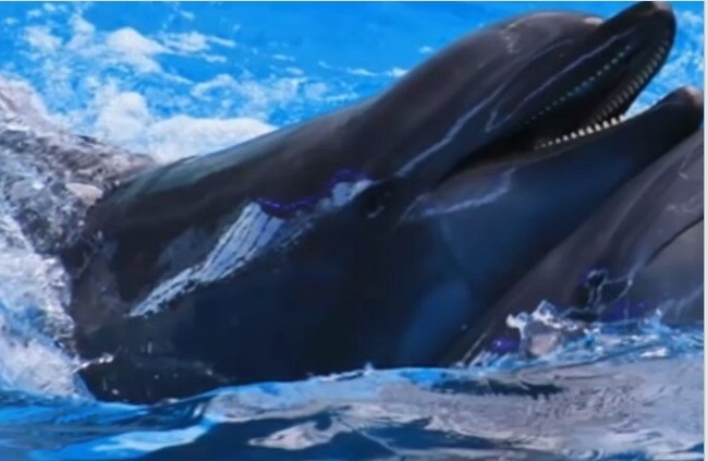 Индия - первая страна, которая признала что дельфины личности и отказалась от дельфинариев