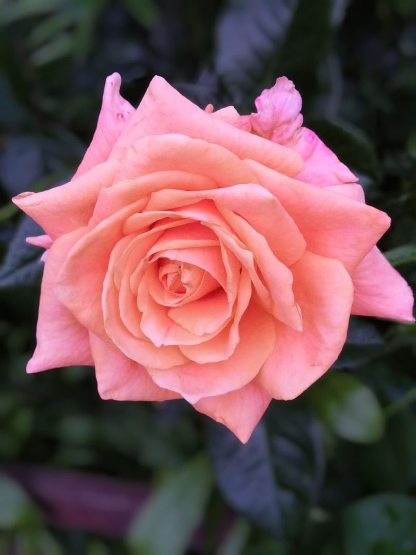 Как вырастить розы: