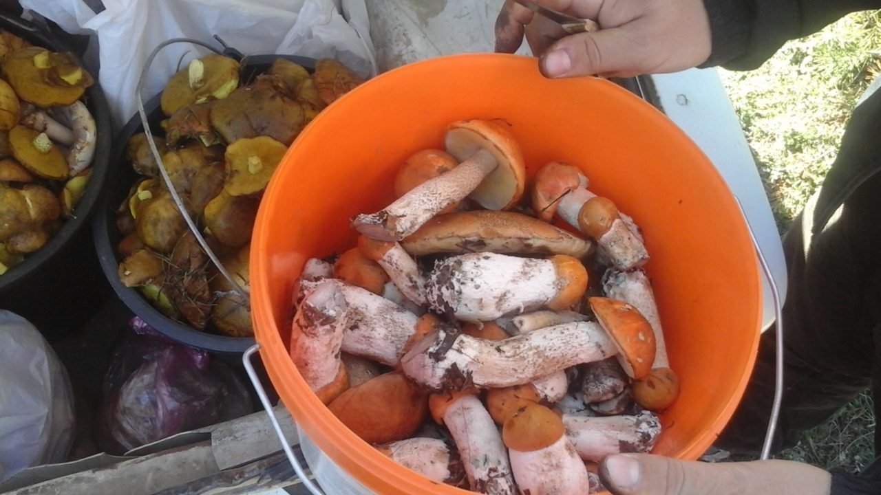 Советы любителям грибной охоты