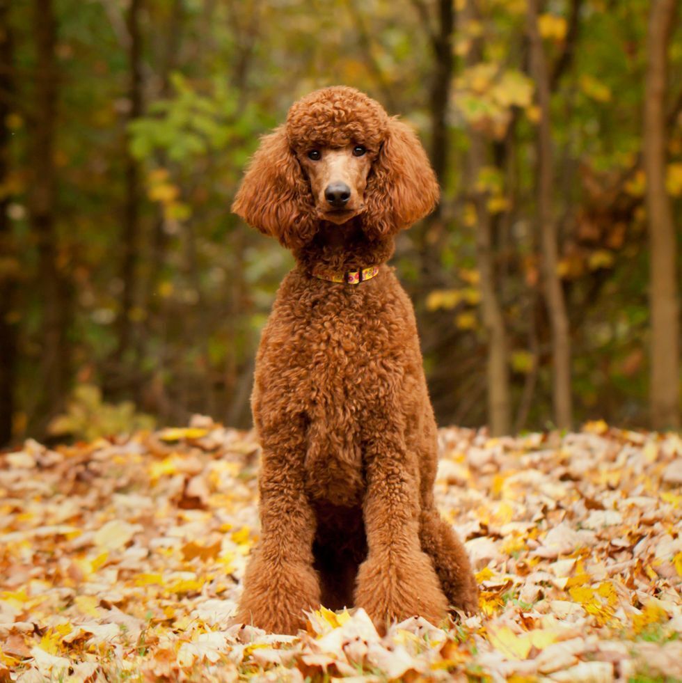 Топ 10 самых популярных пород собак