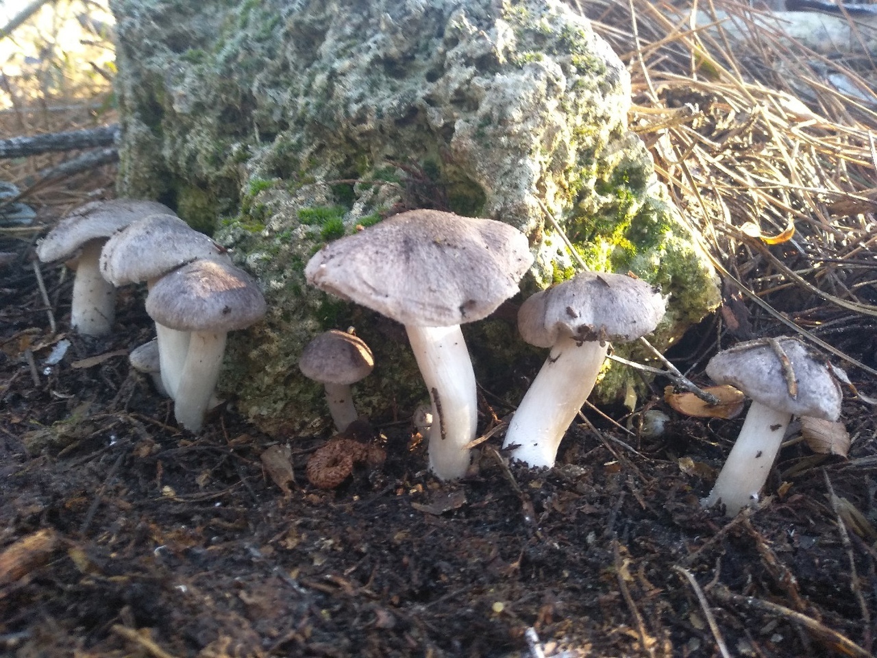 Советы любителям грибной охоты