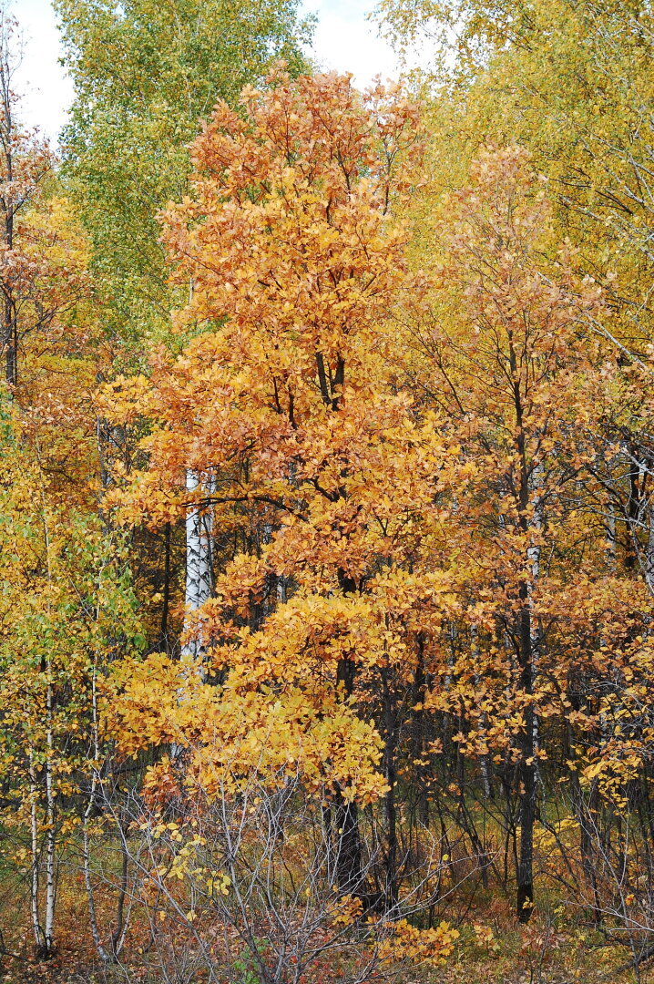 БОЛЬШОЕ ПУТЕШЕСТВИЕ Новокузнецк - Ставрополь