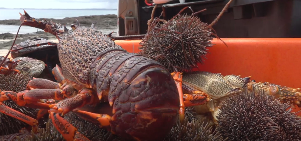 Лимиты на вылов раков в районе Нортленда могут быть сокращены