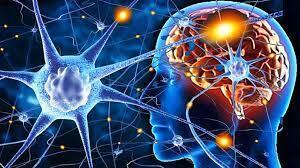 Можно ли задействовать мозг на 100%