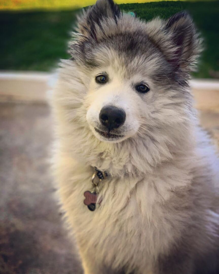 Наши мохнатые и верные Друзья!!!!!