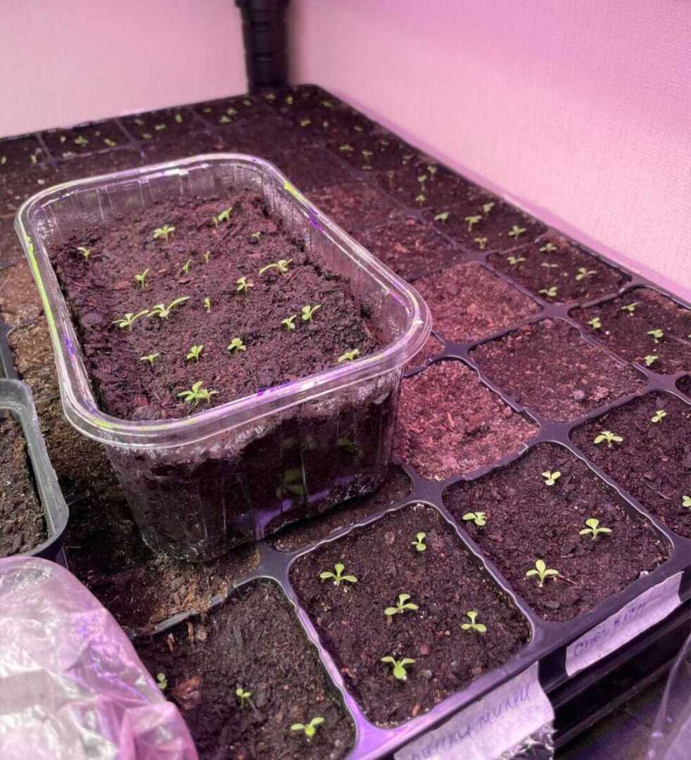 А что вы уже посадили?