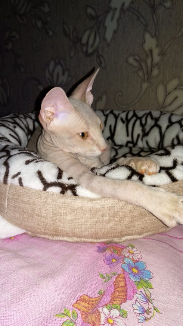 "Страшно" красивый Фреддик