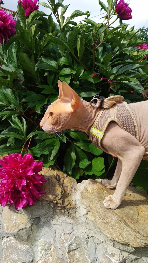 "Страшно" красивый Фреддик