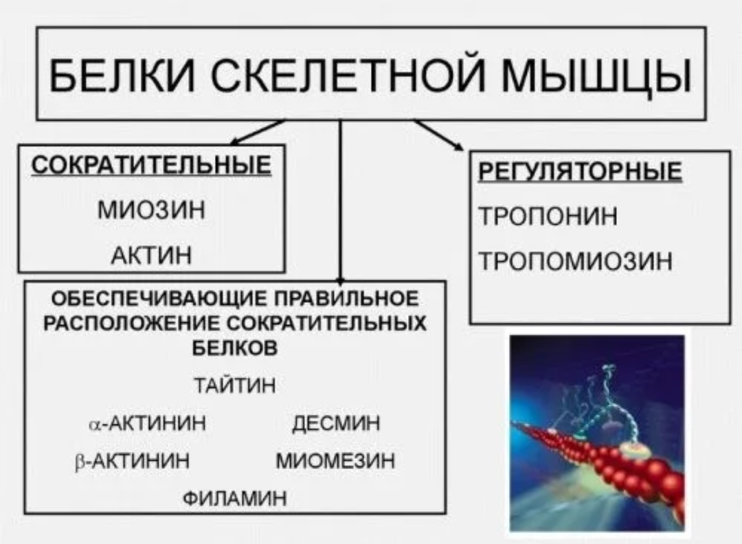 Мышечный белок. Строение белков мышечной ткани. Белки мышц. Классификация белков мышц.. Сократительные и регуляторные белки скелетных мышц. Сократительные белки мышечной ткани.