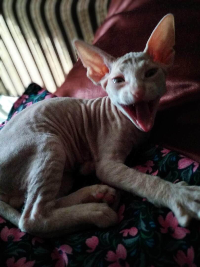 "Страшно" красивый Фреддик