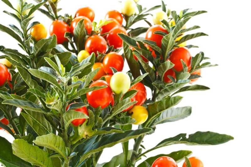 Уникальный кустарник из Африки