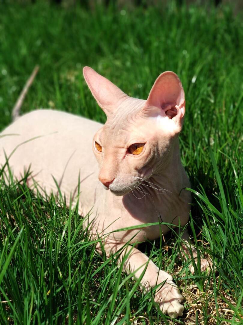 "Страшно" красивый Фреддик