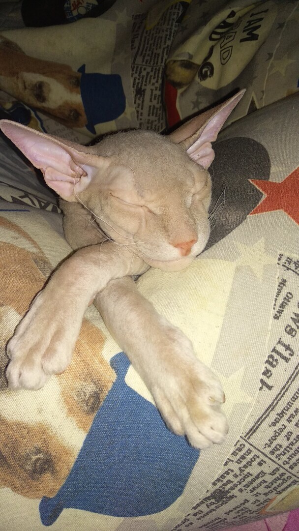 "Страшно" красивый Фреддик