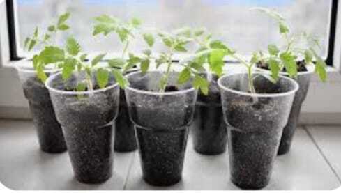 5 основных ошибок которые допускают начинающие огородники при выращивании рассады томатов