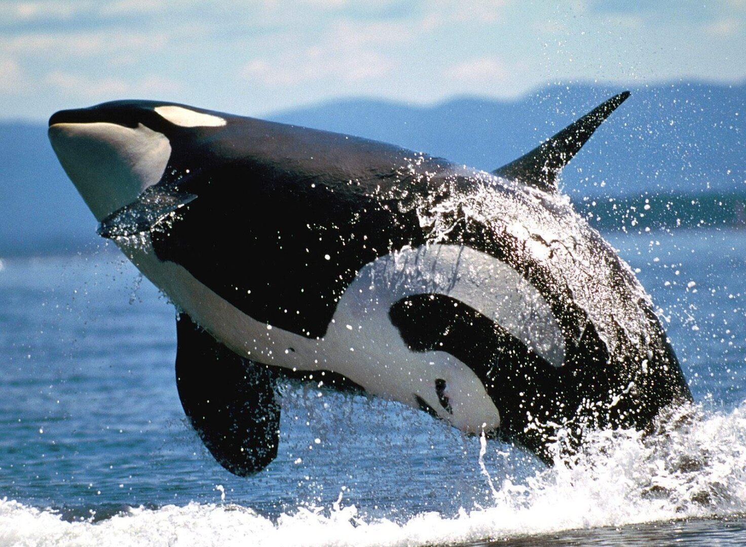 Матери-косатки идут на "пожизненную жертву" ради сыновей