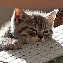 Марюс Желвис, г. Санкт-Петербург