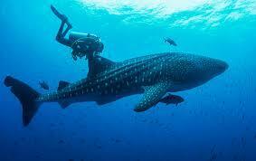 Опасно ли плавать рядом с китовыми акулами?