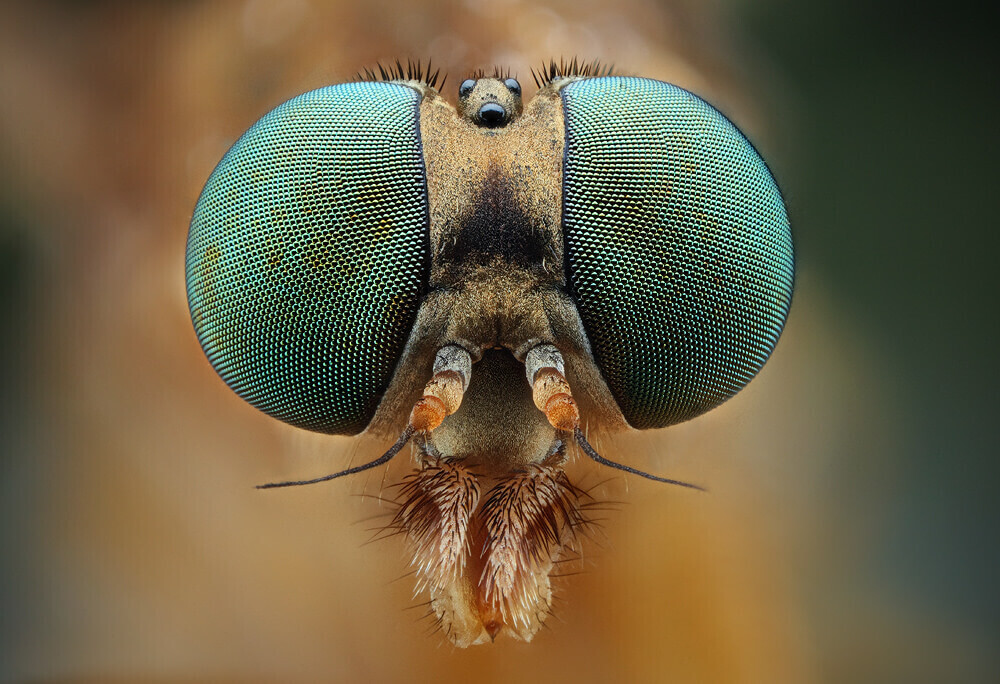 Комаров скоро не будет