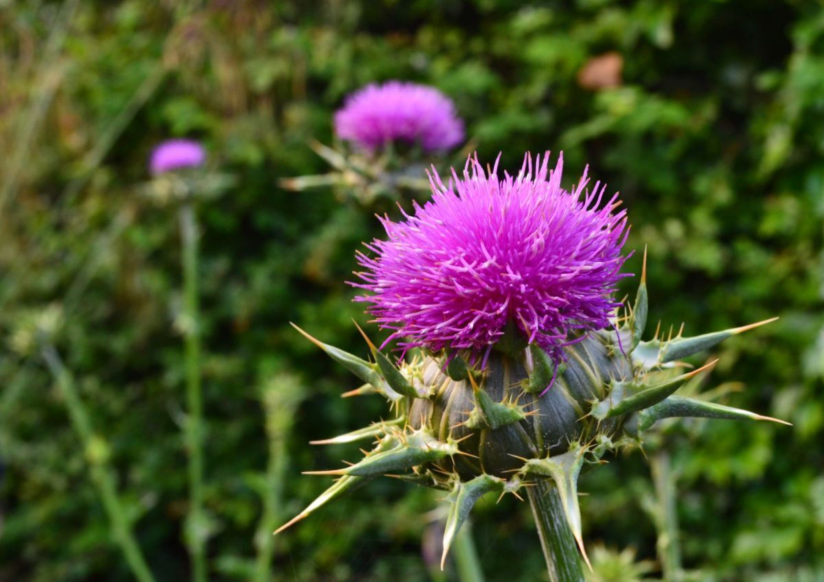 Знаете ли вы, что такое расторопша?
