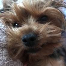 Мой милый Йорик 🐶, г. Наро-Фоминск