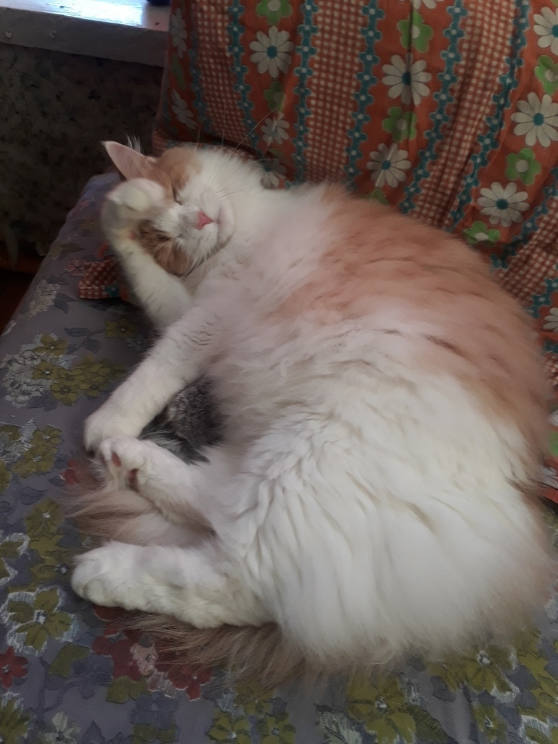 Какой лучше корм выбрать для смешанных пород?