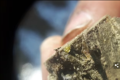 Астероид, уничтоживший динозавров 66 миллионов лет назад, обрушился на Землю весной, подтверждает анализ окаменелостей