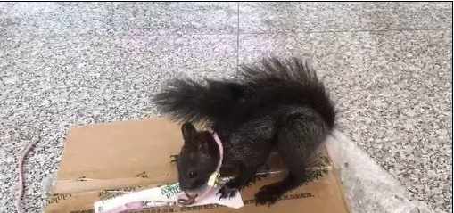 Полиция в Китае обучила шесть белок обнаруживать наркотики.