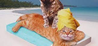 Почему кошки месят? Эксперты по кошкам взвешивают, что заставляет котят царапаться